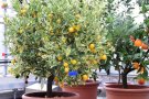 Verschiedene Citrus-Pflanzen im Winterquartier