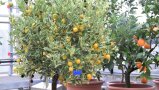 Verschiedene Citrus-Pflanzen im Winterquartier