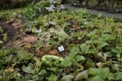Kürbis-Kalebassen-Beet im Herbst