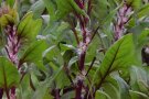 Buschige Blüten von Spinat 'Reddy F1'