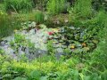 Teich mit Uferbepflanzung