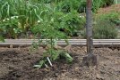 Tomatenjungpflanze ausgepflanzt