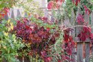 Naturnaher Garten mit Wildem Wein, der rotes Herbstlaub bringt und viele Früchte.