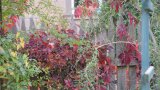 Naturnaher Garten mit Wildem Wein, der rotes Herbstlaub bringt und viele Früchte.