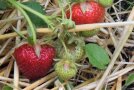Erdbeeren in verschiedenen Reifestadien