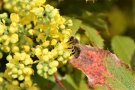 Biene auf Mahonienblüte