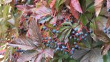 Blaue kugelige Früchte zwischen rotfärbenden Blättern