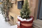 Weihnachtsbaum vor der Eingangstür: Nadelgehölz mit rotem Schutz um den Topf