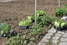 Salate zum Auspflanzen stehen auf einem Beet