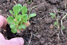 Hand pflanzt Feldsalat in einem Presswürfel