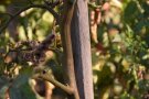 Rostbrauner Stängel der Tomate durch Rostmilbenbefall