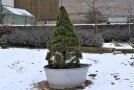 Zuckerhutfichte in einer Zinkwanne steht im schneebedeckten Garten