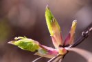 Spitze Knospen der Waldrebe (Clematis)