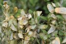 Buchsbaumzünslerraupe zwischen braunen Blättern