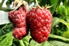 Mit Kirschessigfliege befallene Himbeerfrucht.