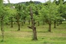 Totholz auf einer Streuobstwiese