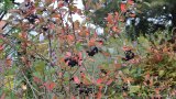 Aronia-Strauch mit rotem herbstlaub und blauen Beeren