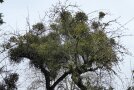 Massiver Mistelbefall an altem Baum