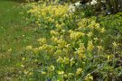 Gelbe Schlüsselblumen im Rasen verwildert