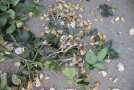Schnittabfall Rose