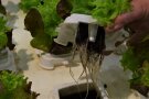 HAnd hebt einzelnen Salat aus dem Wasserbeet. Er hat lange Wurzeln gebildet.