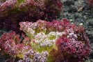 Roter Lollo Rosso-Salat mit Raureif überzogen