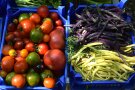 Tomaten- und Bohnenvielfalt in blauen Kisten