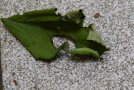Grüne Raupe auf einem angefressenen Blatt