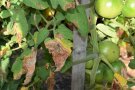 Braune Flecken auf den Tomatenblättern sind Krankheitszeichen der Kraut- und Braunfäule