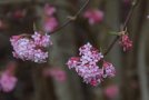 rosa Blüten des Schneeballs Viburnum bodnantense