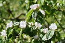 Quittenblüten in weiß und leichtem rosa