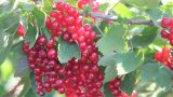 Rote Johannisbeerfrüchte am Strauch