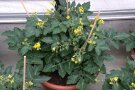 Buschtomate mit vielen gelben Blüten