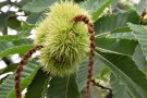 Esskastanie Frucht und Blüte