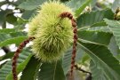 Esskastanie Frucht und Blüte