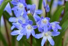 Kleiner blauer Frühlingsblüher: Blausternchen