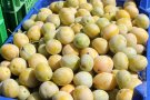 Großfruchtige gelbe Mirabelle