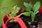 Salat- und Kohlrabijungpflanzen in einem roten Gefäß