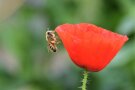 Honigbiene an einer roten Klatschmohnblüte