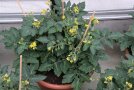 Topftomate mit vielen Blüten