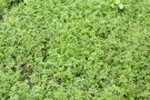 Dicht mit Bienenfreund bewachsenes Beet