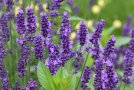 Lavendel mit blauen Blüten