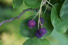 fast reife dunkel-violette Früchte