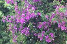 Rosa Blüten der Bougainvillea