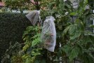 Himbeerfrüchte am Strauch geschützt mit Organzasäckchen