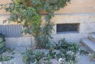 Schnitt einer Kletterrose