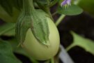 Grüne Aubergine 'Applegreen'