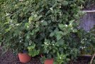 Brombeere im Topf