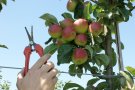 Fruchtausdünnung beim Apfel mit der Schere