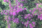 Blühende Bougainvillea